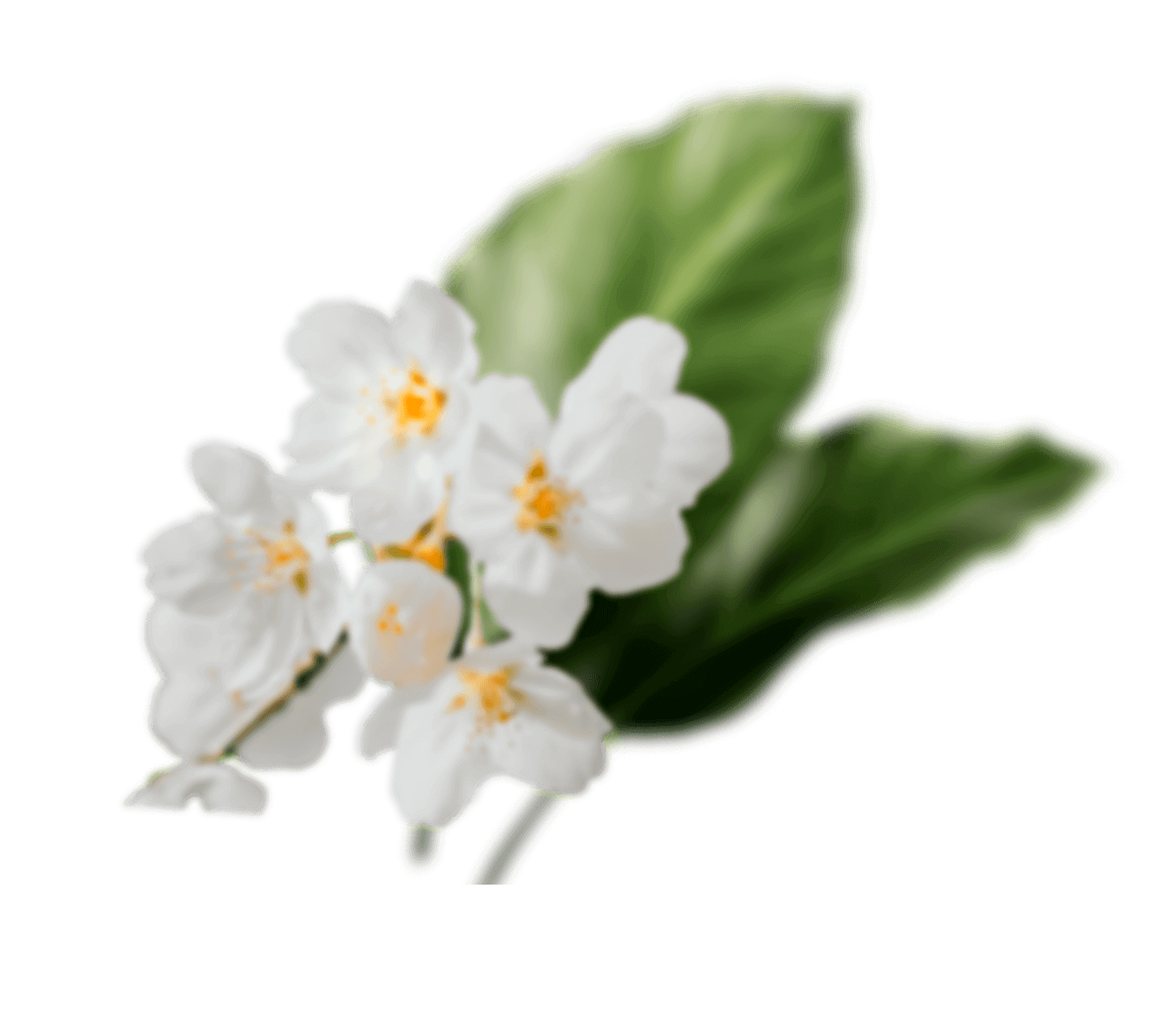 fleur